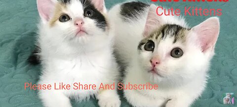 Cute kittens-Funny and cute Cat Videos Compilation #2023.