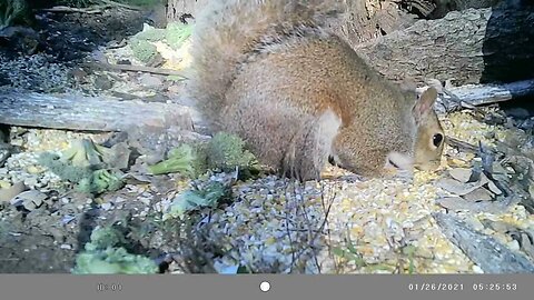 Squirrel🐿️ is just as nutty 🌰 🥜as ever #cute #funny #animal #nature #wildlife #trailcam #farm