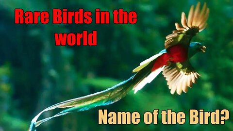Quetzal | quetzal is a beautiful colored bird | Rare Birds in the world | Rare Bird-1