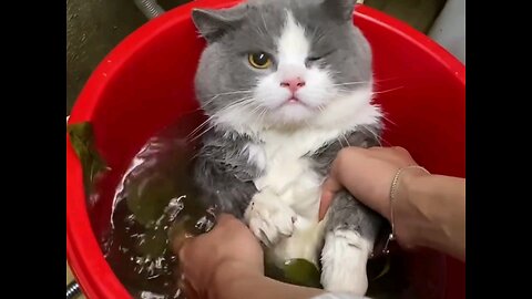 Shower time cute kitten🤣 amazing meow