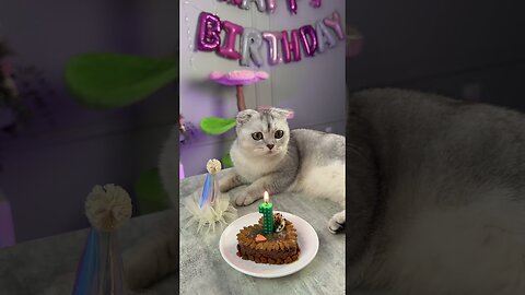 Cat videos birthday party