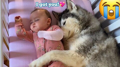 Scared Baby Refuses To Sleep In Her BIG Bed Without Her Husky!!😭. [CUTEST VIDEO EVER!!]