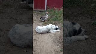 A DOG AND A GOOSE (10/11/23)