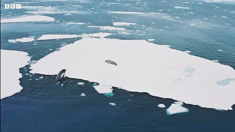 Orcas Hunting Seal in group | BBC Earth 🌎🌍