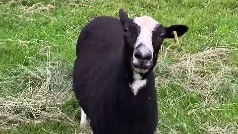 This is Cariad - Bottle Fed From 2 Hours Old