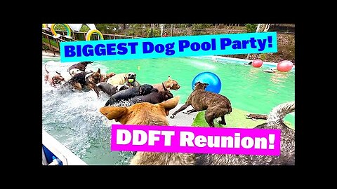 the Ultimate Dog Pool Party!"