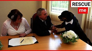 A Rottweiler acts as best man at owners wedding