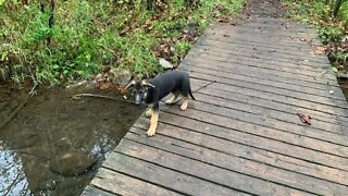 German Shepherd Puppy 4 Months Old.