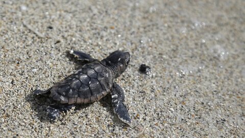 Climate Change Is Impacting The Gender Outcome Of Sea Turtles