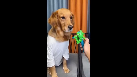 cute dog got shocked