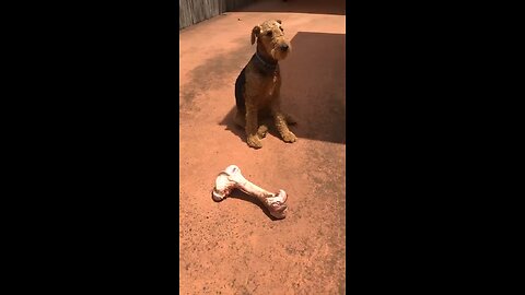 Airedale terrier gets a massive bone
