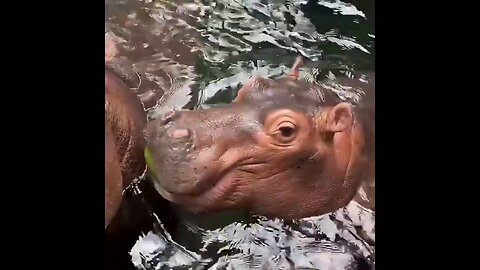 Baby Hippo Attempts To Eat Like The Adults