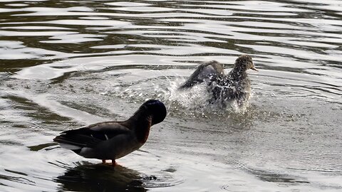 CatTV: Splashy Ducks