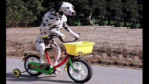 I HAVE NEVER SEEN A DOG RIDING A BICYCLE