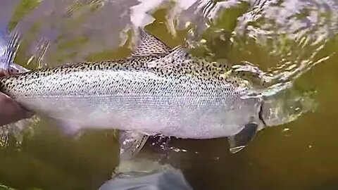 Where When & How To Catch Salmon In The River / Tips For SALMON FISHING IN MICHIGAN RIVERS