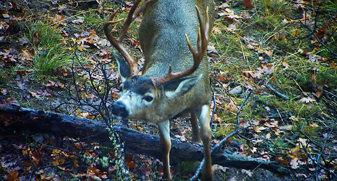 The Haunted Forest Buck