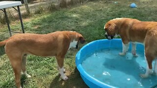 Dog plays with hose while filling pool