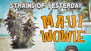 Strains of Yesterday : Maui Wowie
