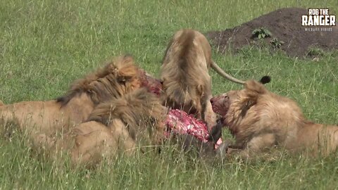 Rival Nomadic Lion Coalitions Share a A Buffalo | Maasai Mara Safari | Zebra Plains