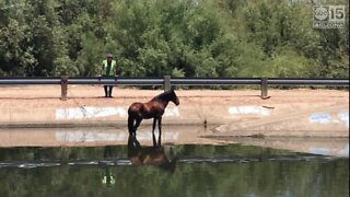 SRP rescues wild horse from canal