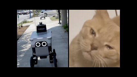 Talking robots + Crying Cat