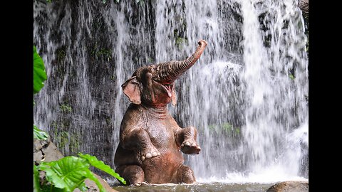 Elephants are bathing in water