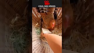 como coletar ovos sem ser bicado pela galinha #short #shortvideo #youtubeshorts