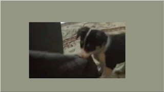 Border Collie Puppy Power In Tug Of War With Blanket...Puppy Cuteness Overload!