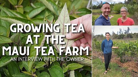 🏝 Growing Tea at the Maui Tea Farm ☕