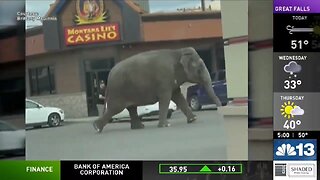 Elephant On The Loose In Montana