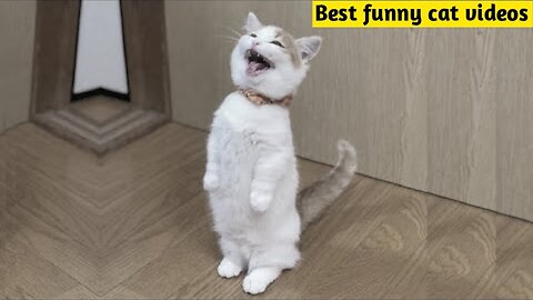 "Whisker Wonders: A Symphony of Cuteness – Adorable Cats Compilation"