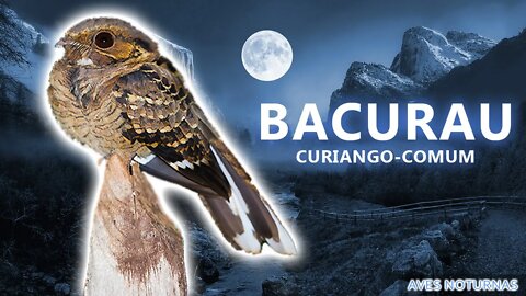 BACURAU (Curiango-Comum) - Canto do Bacurau - Belas Aves Noturnas