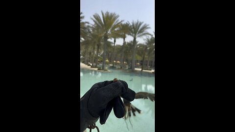 UAE falconry