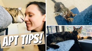 Simple cat apt tips for your small space
