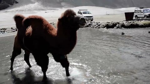 Leh Ladakh Double hump camel #youtube