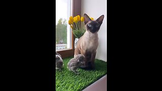 baby owls think the cat is their mother