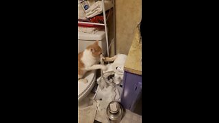 Cat hates toilet paper