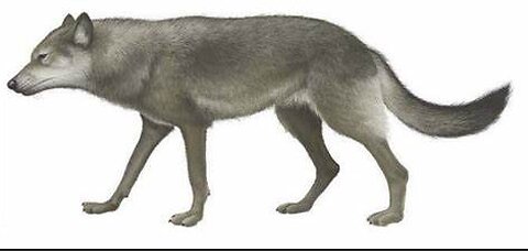 Andean Wolf