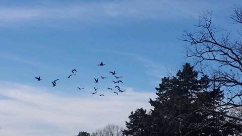 Canadian Geese Take a Mid Winter Flight