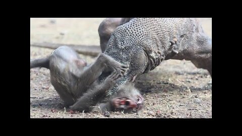 Terrible: Komodo Attacks and Swallows Big Monkeys Alive