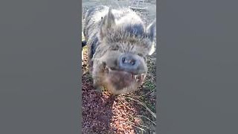 A tasty treat for the pigs #homesteading #pig
