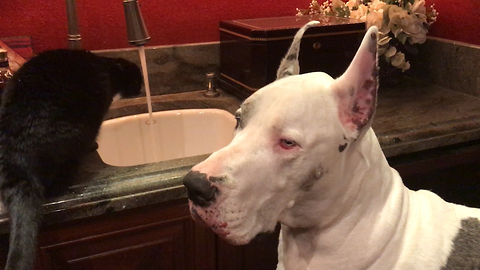 Funny Great Dane complains to his Cat over a drink
