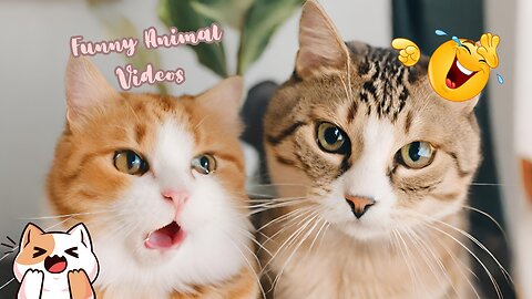 Funniest animal videos 2024 Funny cats and dogs🤣 #1