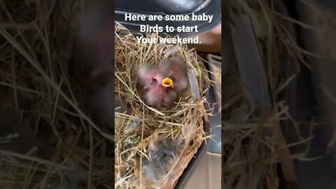 Weekend Baby Birds