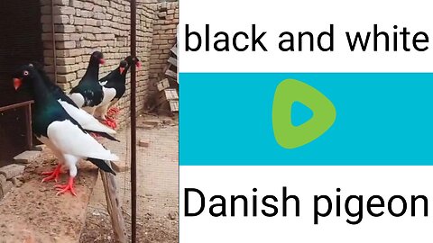 Black white Danish breeder pair pigeon beautiful