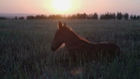 Foal is lying on green grassland