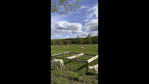 Afternoon Grazing