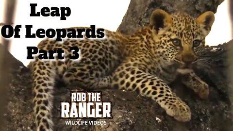 Leap Of Leopards: Mother And Cubs (3): Away From The Den