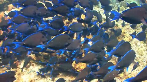 School of Blue and Gray Fish