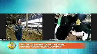 Local dairy farm hosting two virtual tours this week!